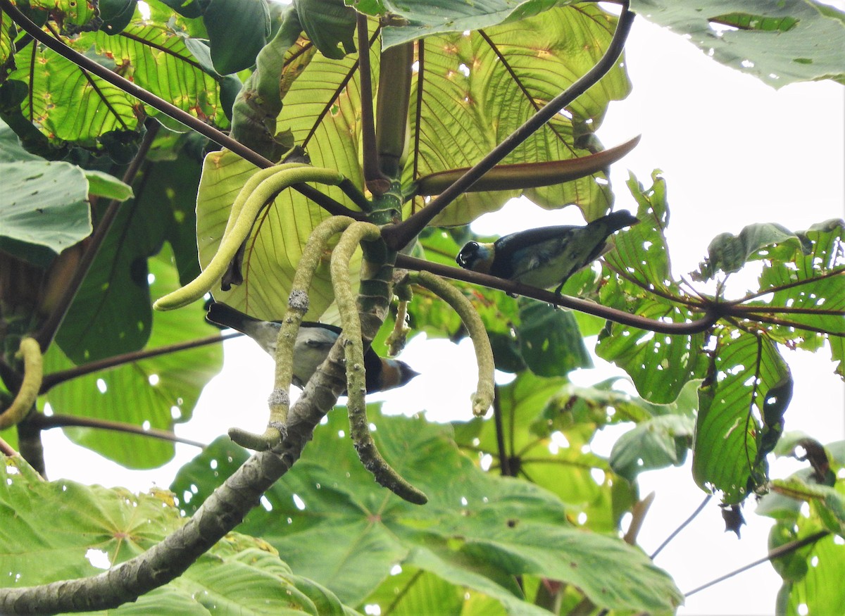 Golden-hooded Tanager - Gabriel Camilo Jaramillo Giraldo