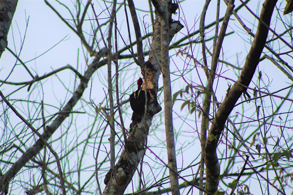 Pale-billed Woodpecker - ML156742001