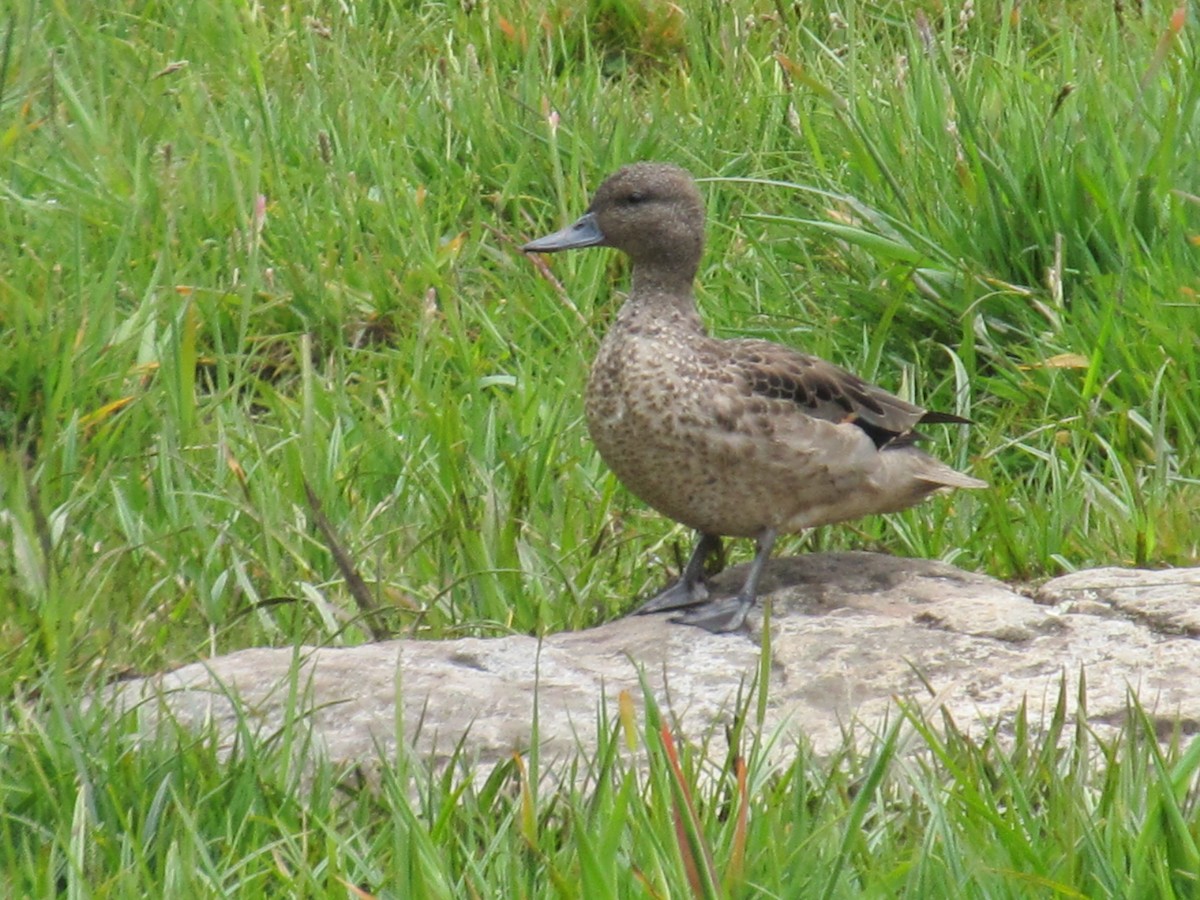 Andean Teal - ML156742131