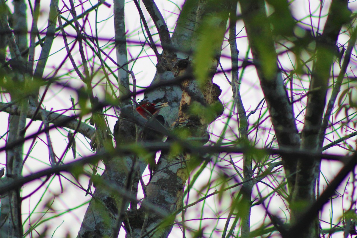 Pale-billed Woodpecker - ML156742141