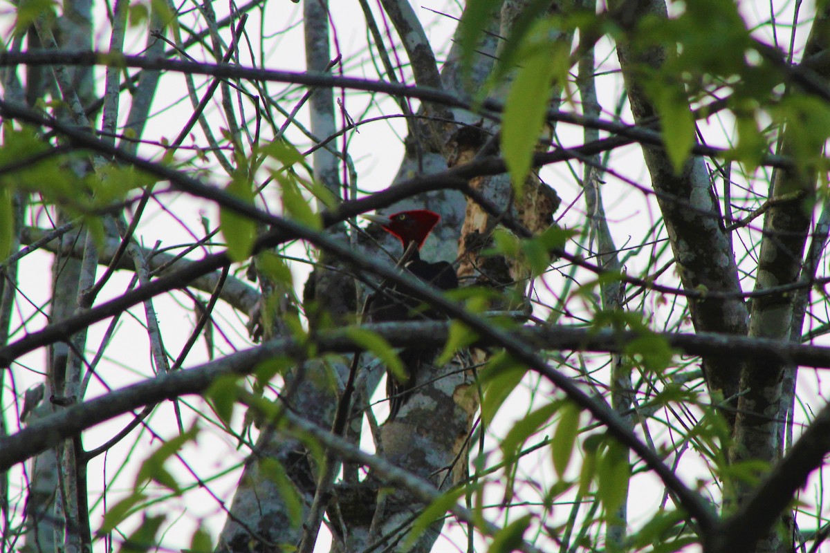 Pale-billed Woodpecker - ML156742171