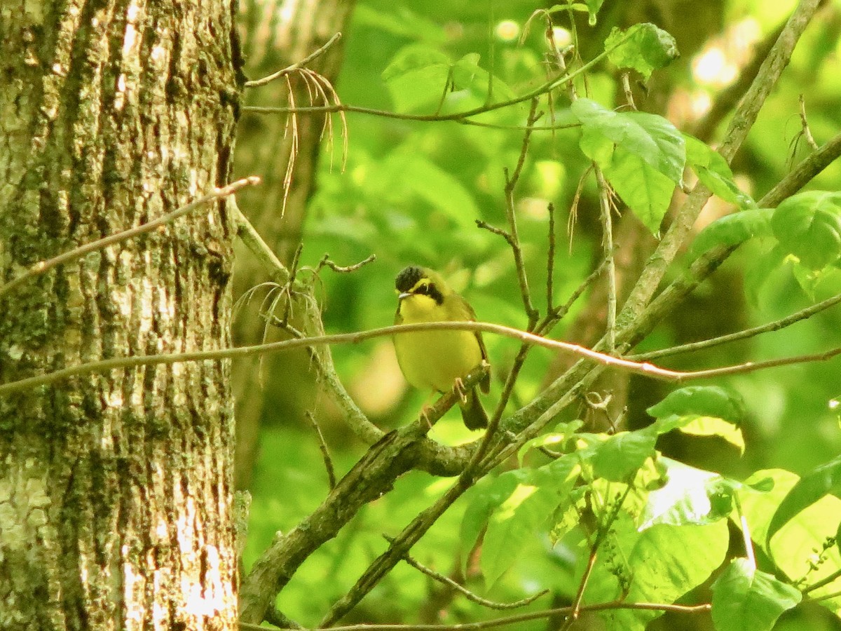 Kentucky Warbler - Betsy Garrett