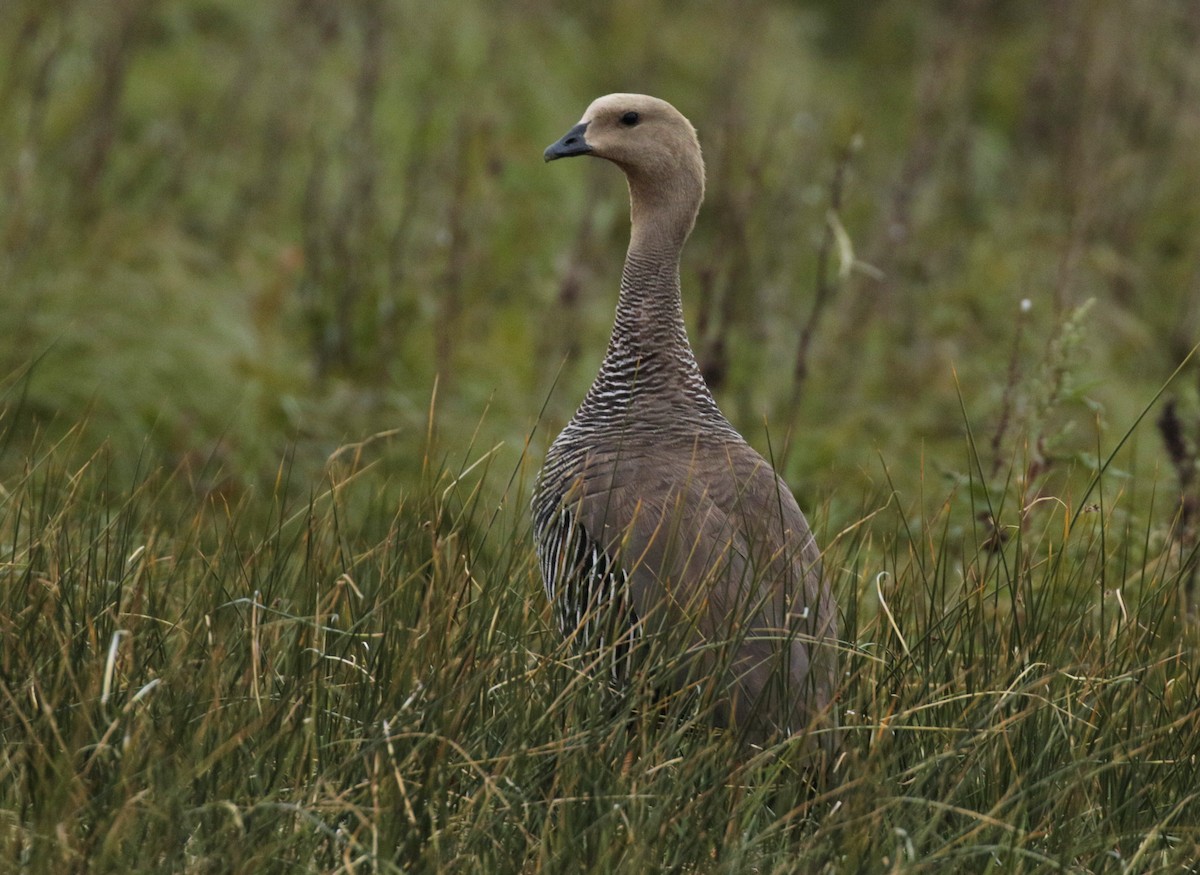 Upland Goose - Yuning Wei
