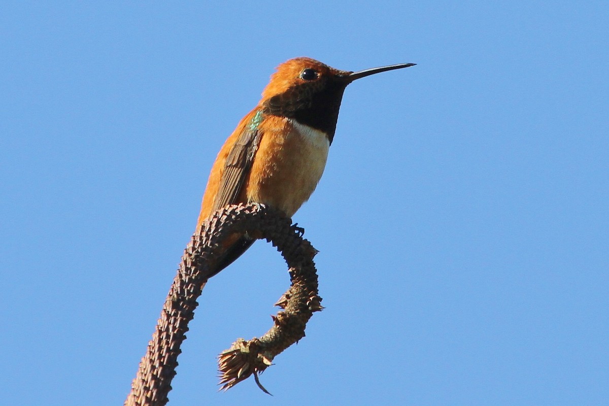 Rufous Hummingbird - ML156743711