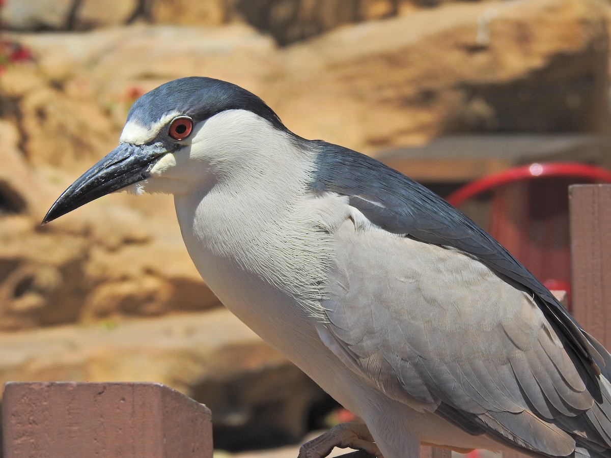 Black-crowned Night Heron - ML156743741