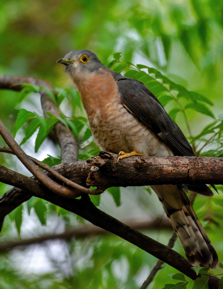 Common Hawk-Cuckoo - Srinivas Mallela