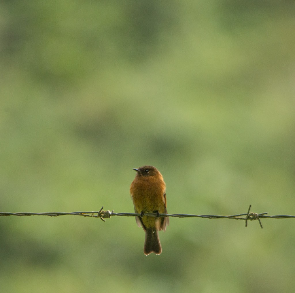 Cinnamon Flycatcher - ML156743891