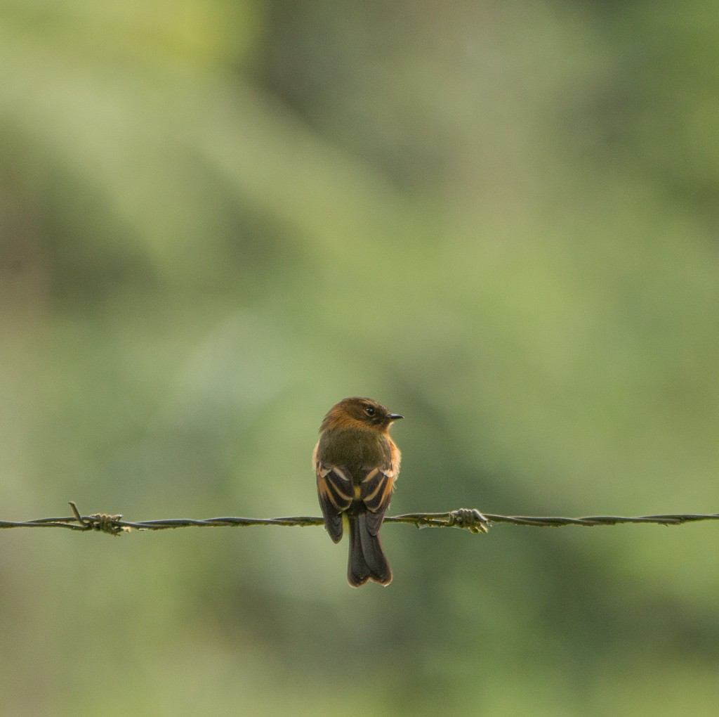 Cinnamon Flycatcher - Diego Valbuena