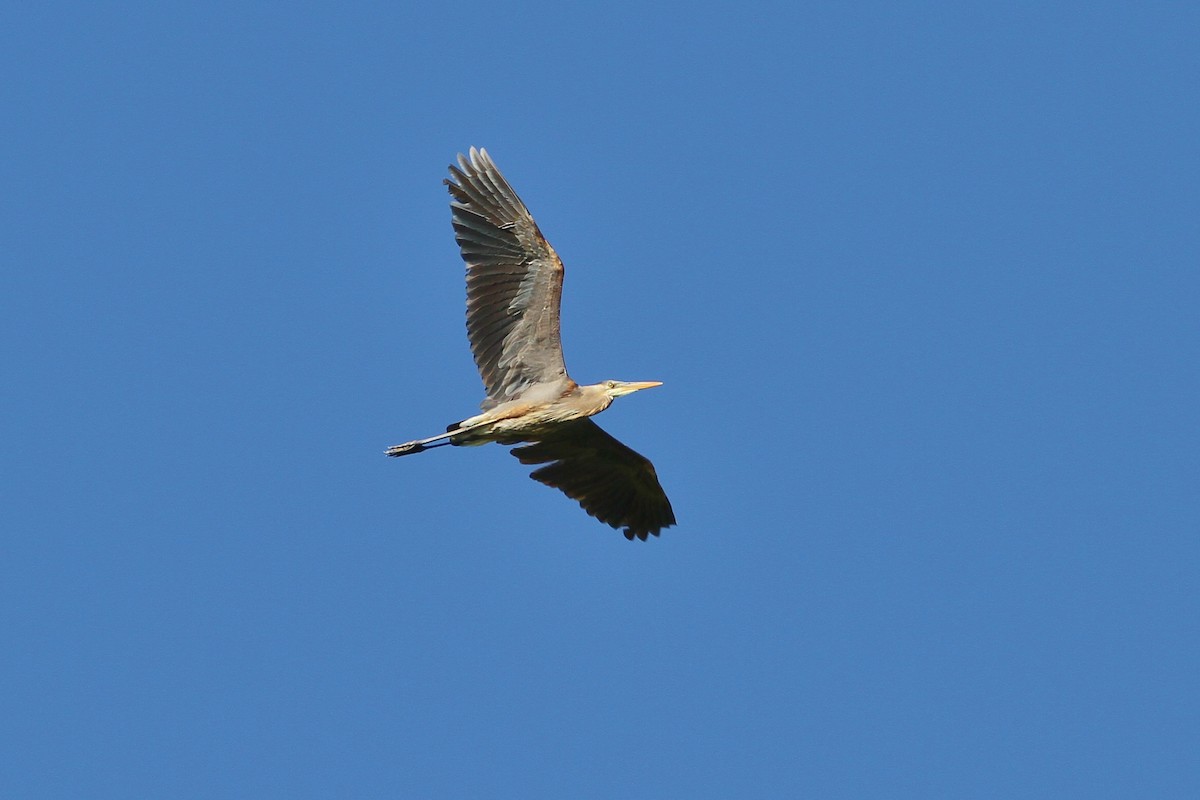 Great Blue Heron - ML156744021