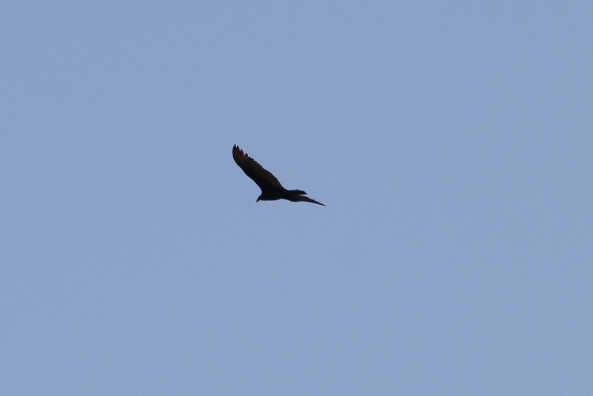 Turkey Vulture - ML156744041
