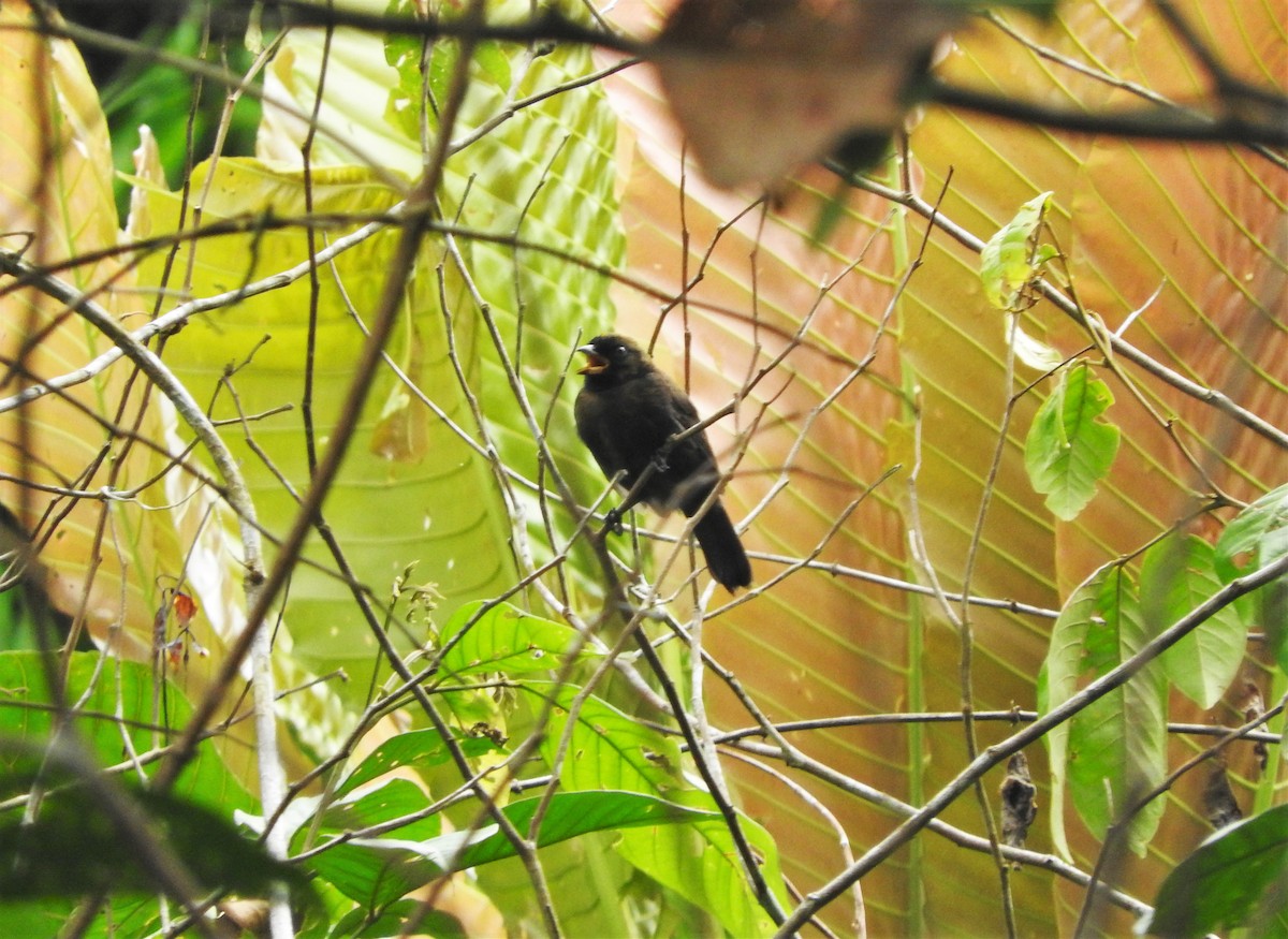 Tawny-crested Tanager - Gabriel Camilo Jaramillo Giraldo