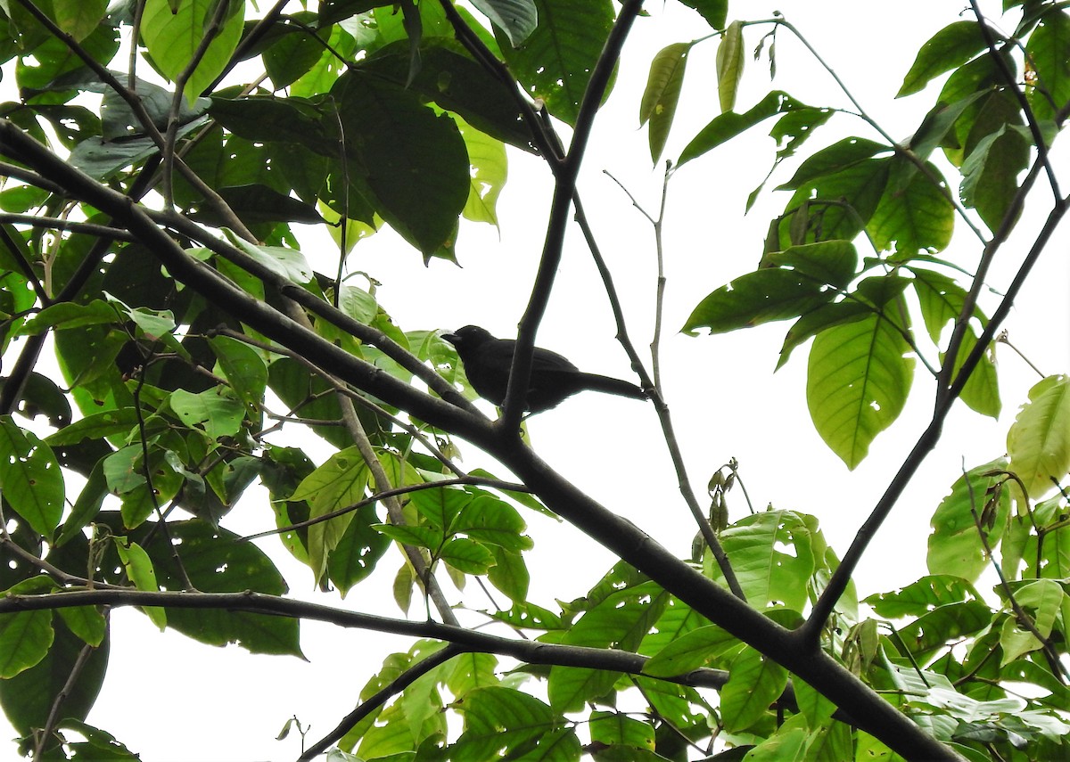 Tawny-crested Tanager - Gabriel Camilo Jaramillo Giraldo