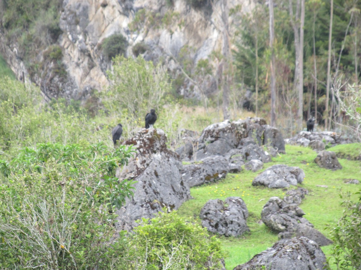 Black Vulture - ML156744511