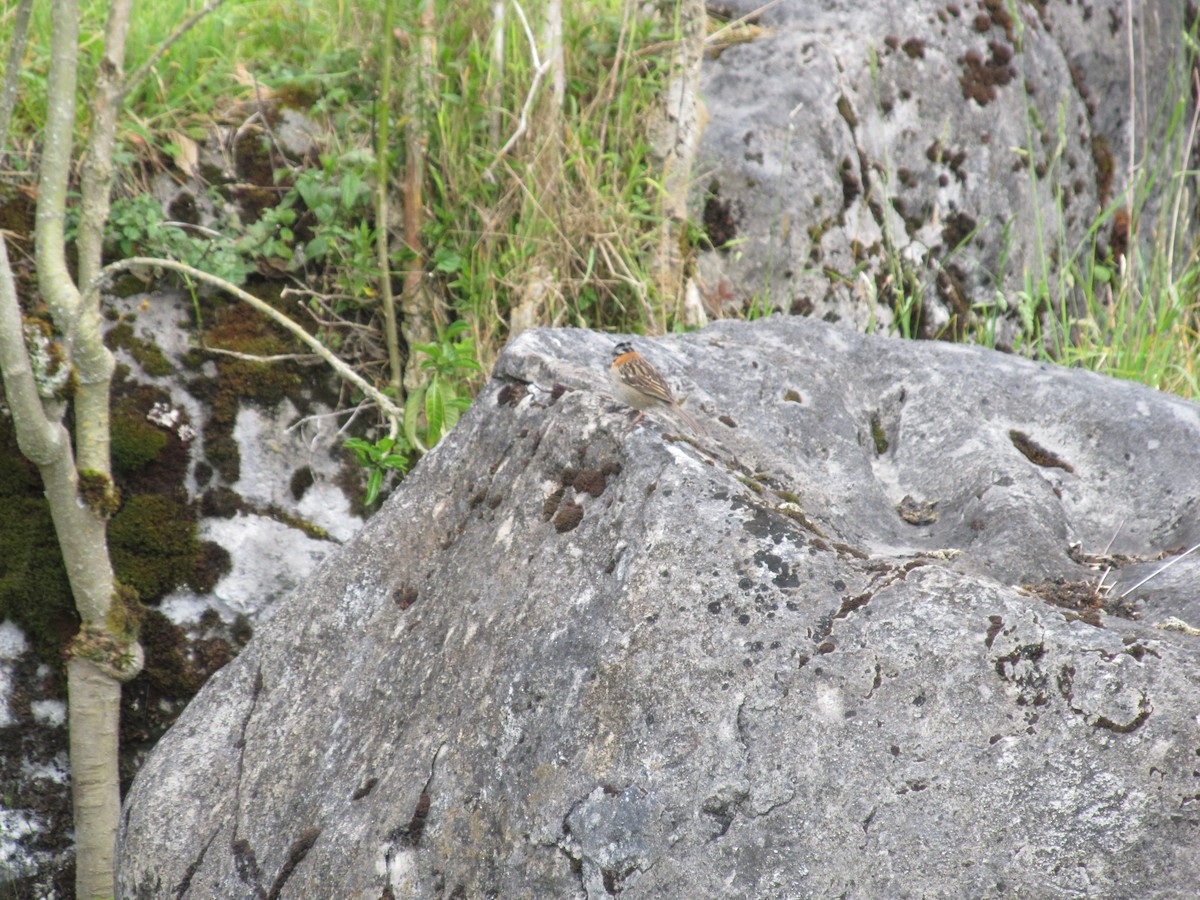 Rufous-collared Sparrow - ML156744591