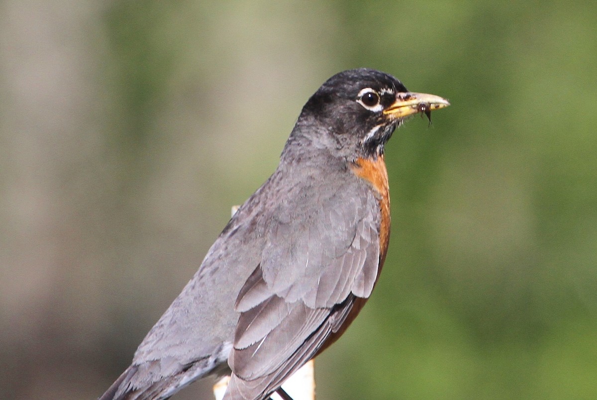 American Robin - ML156744621