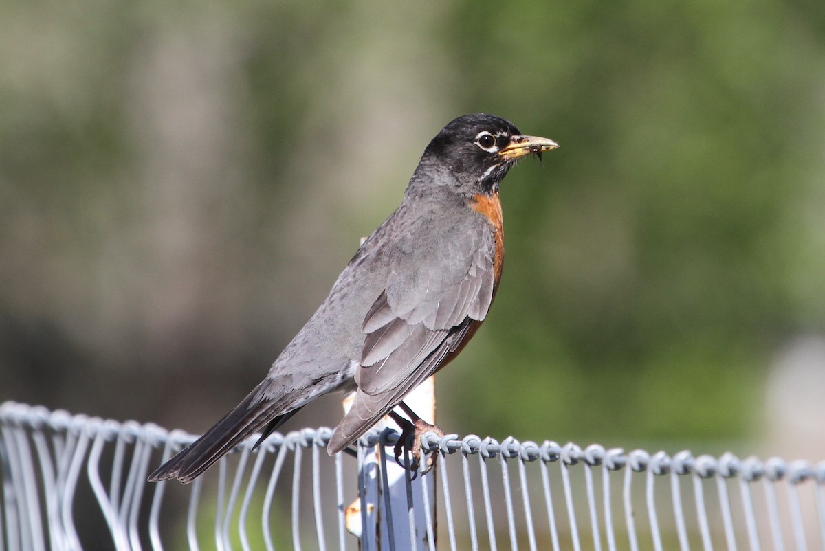 American Robin - ML156744631