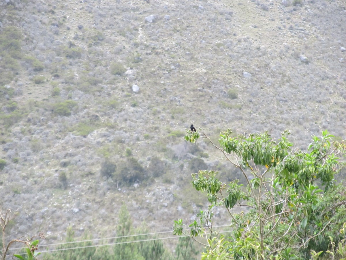 Black Flowerpiercer - ML156744851