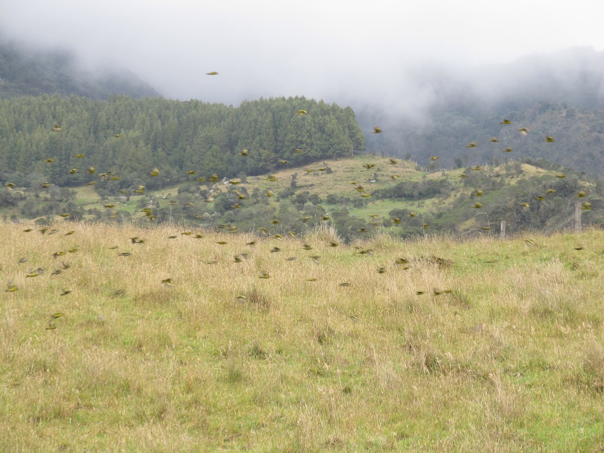 Andean Siskin - ML156745081