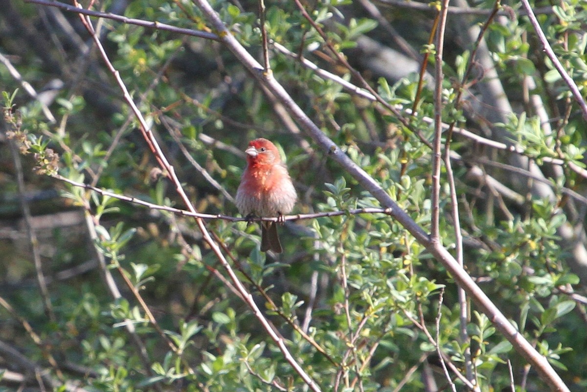 House Finch - ML156745341