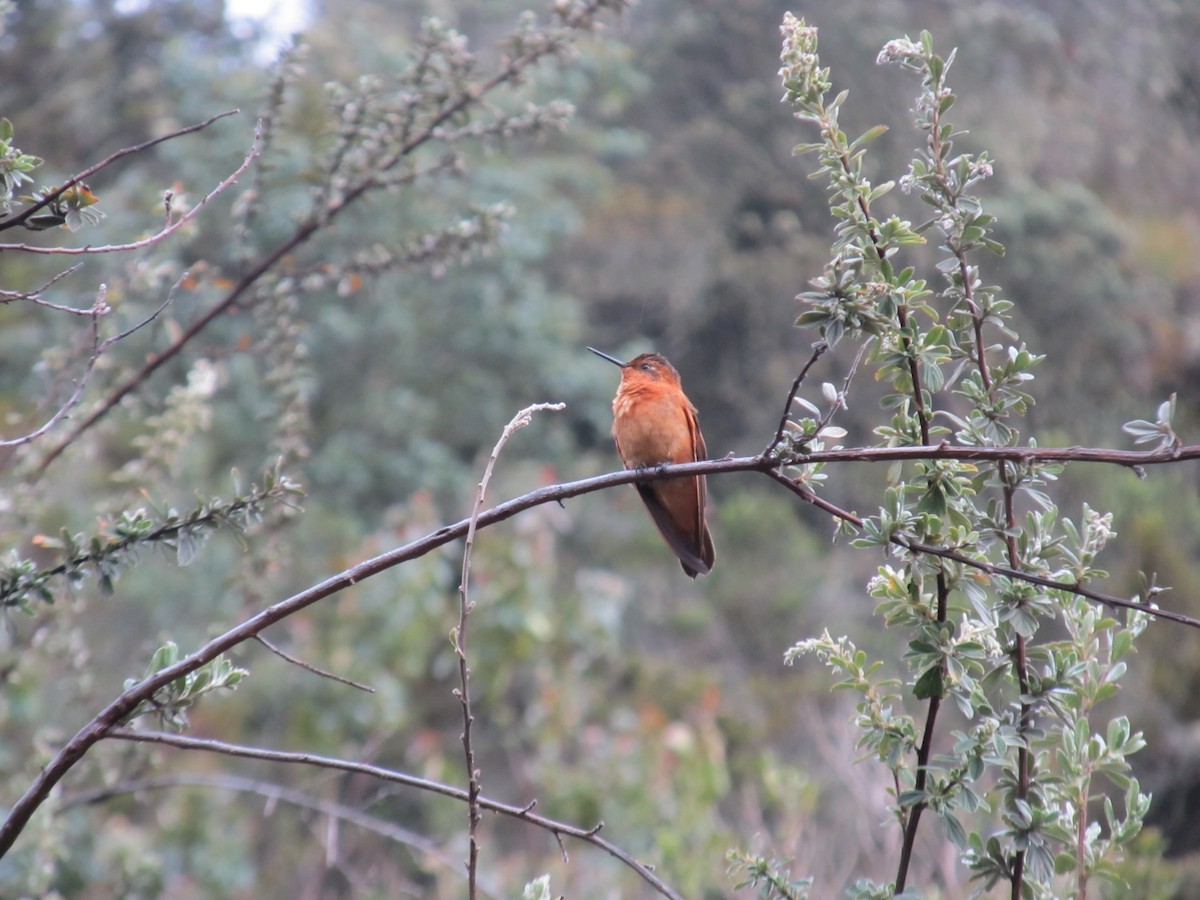 Shining Sunbeam - ML156745441