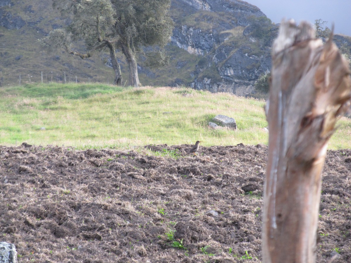 Great Thrush - ML156745681