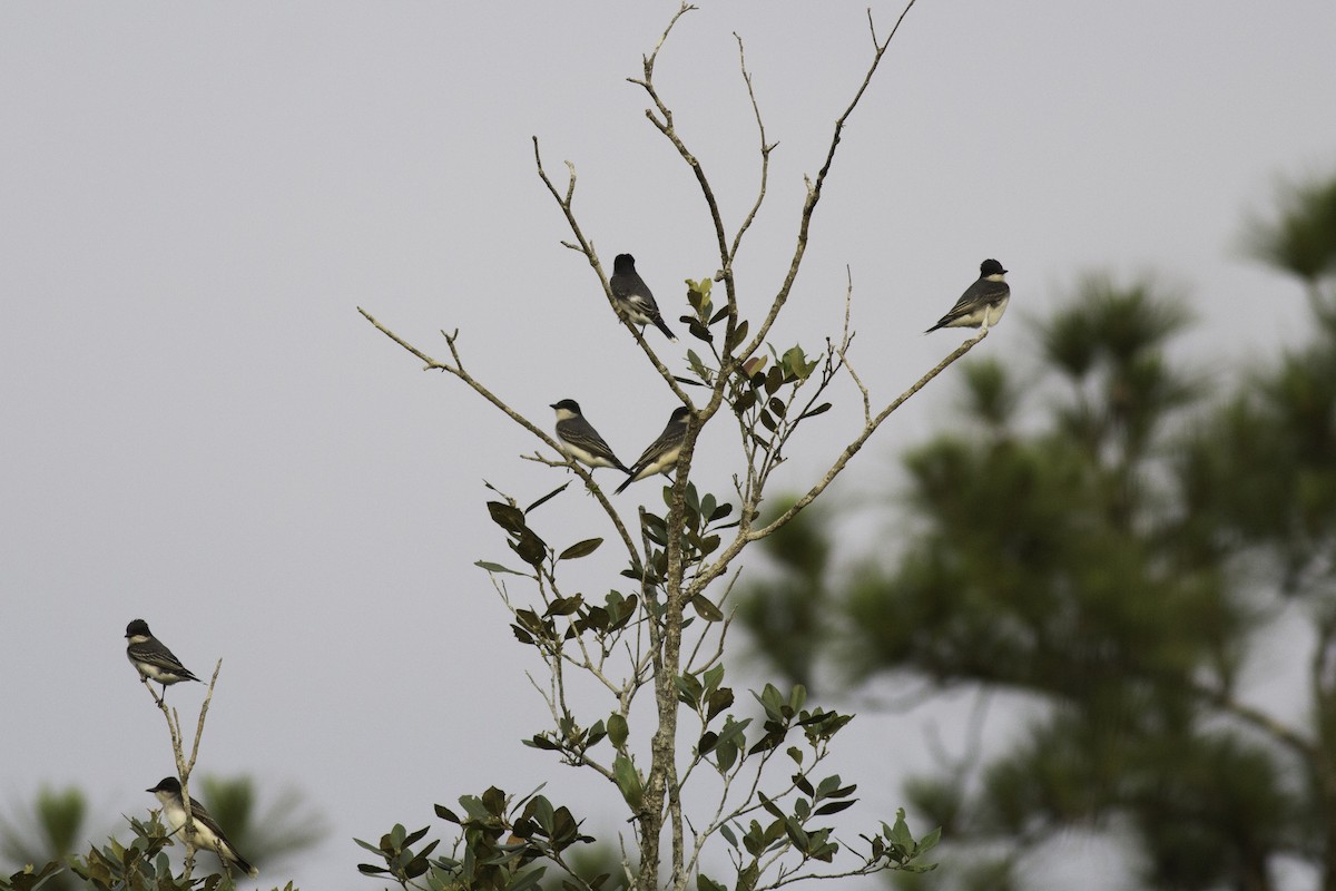 Schieferrücken-Königstyrann - ML156745691