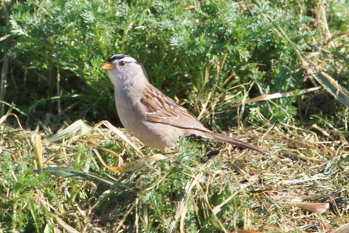 White-crowned Sparrow - ML156745711