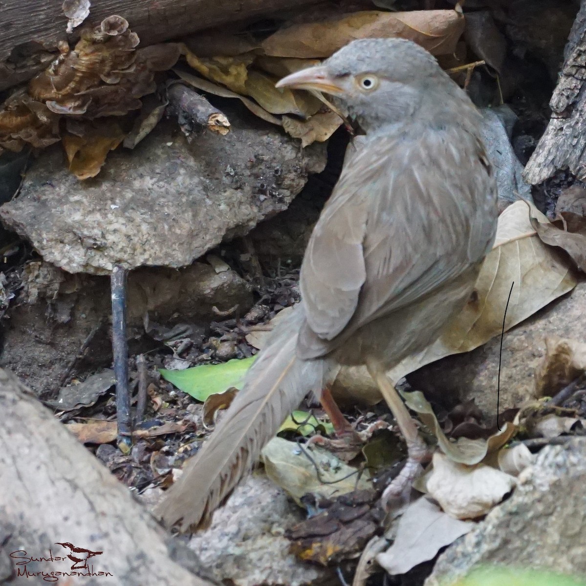 Jungle Babbler - ML156747051