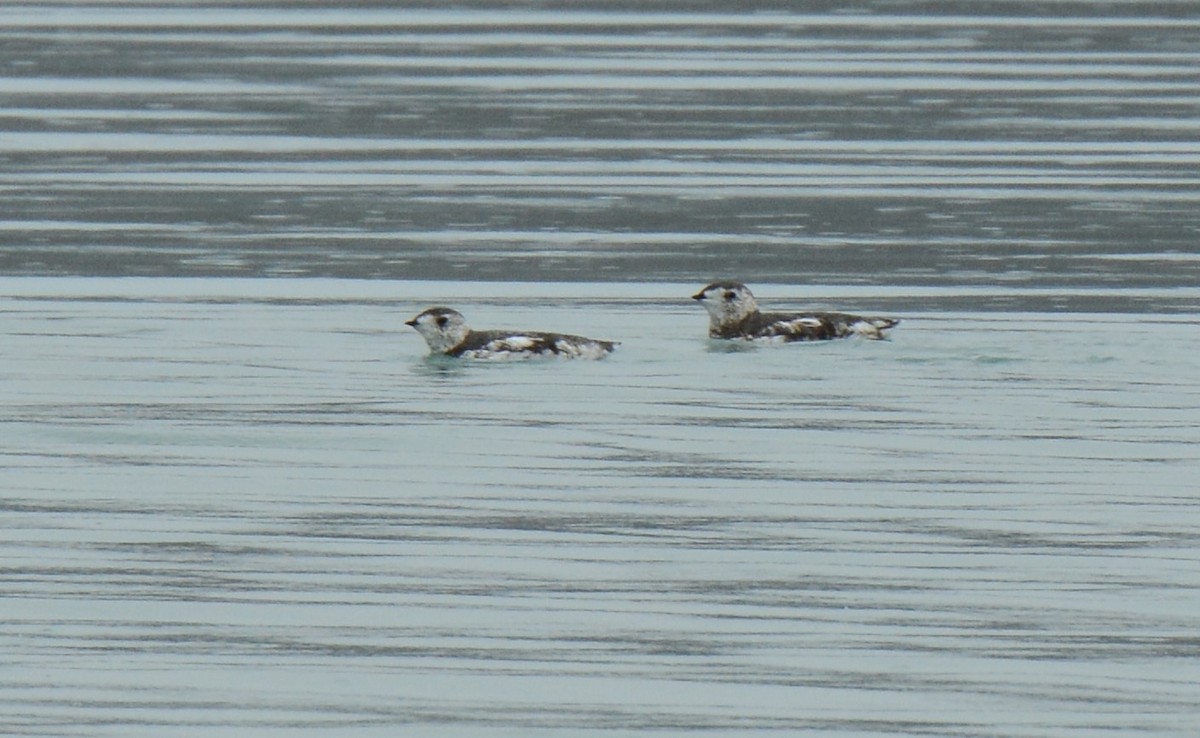 Kittlitz's Murrelet - ML156747251