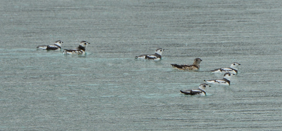 Kittlitz's Murrelet - ML156747281