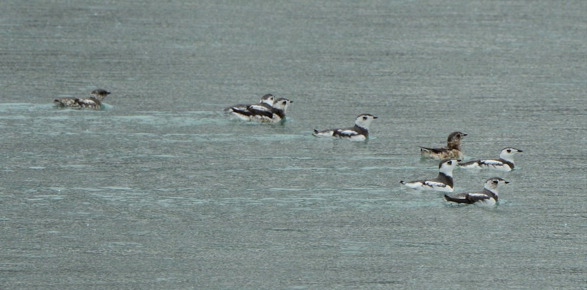 Kittlitz's Murrelet - ML156747301