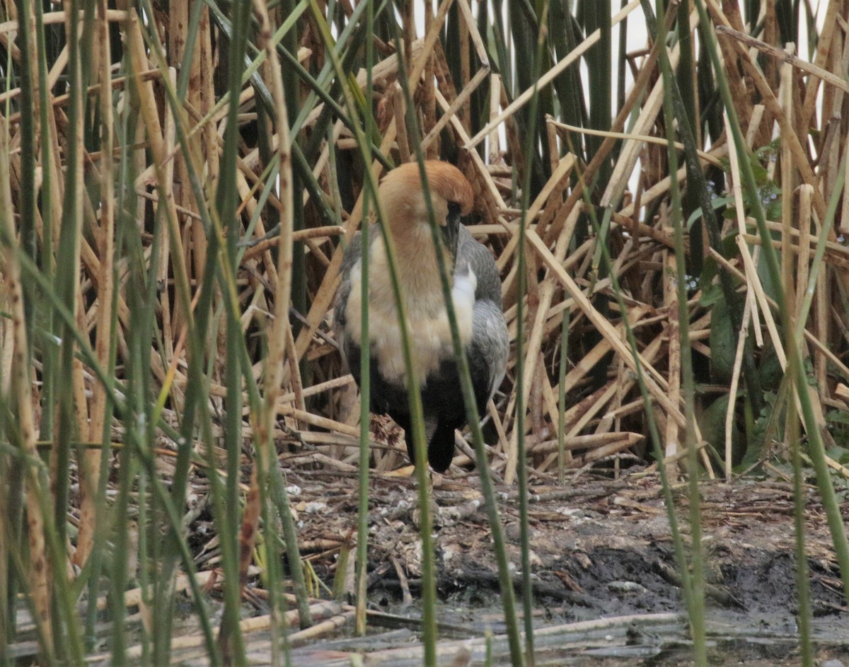 Ibis à face noire - ML156747351