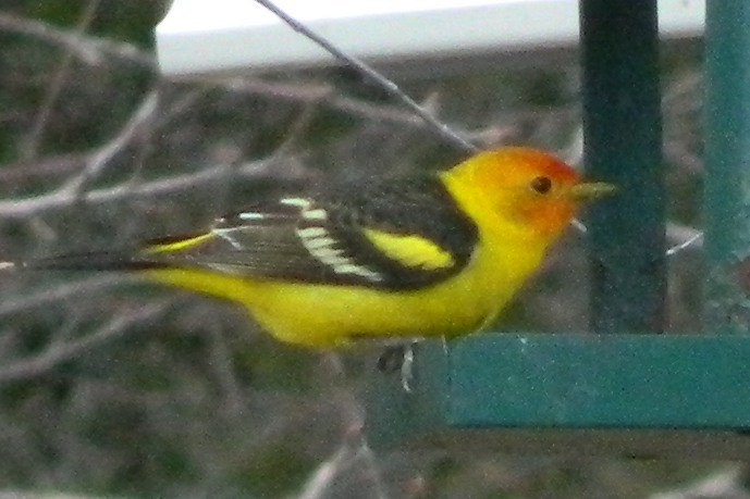 Western Tanager - ML156748121