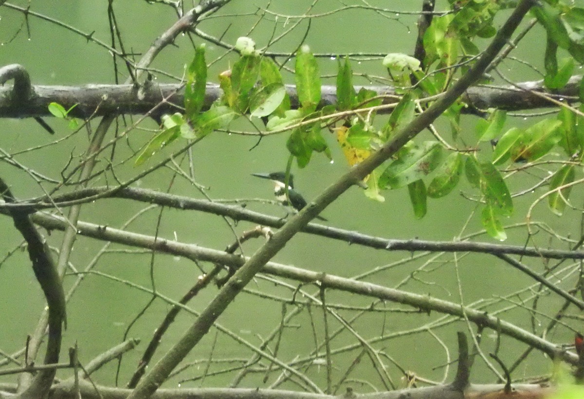 Green Kingfisher - ML156749451