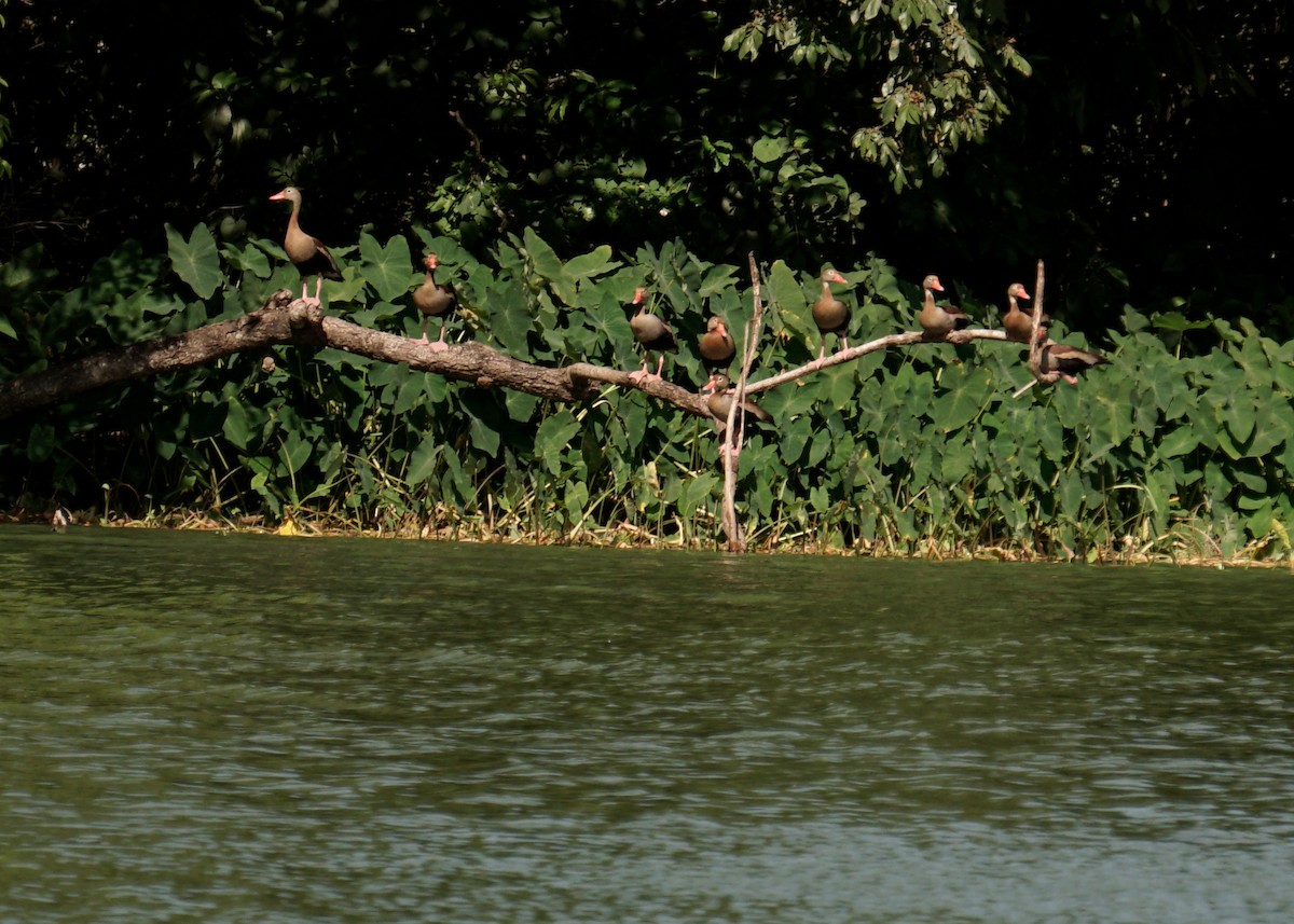 Dendrocygne à ventre noir - ML156749621