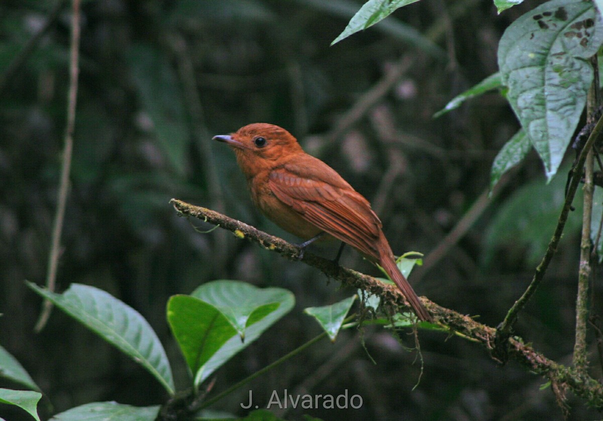 Rufous Mourner - Justin Alvarado