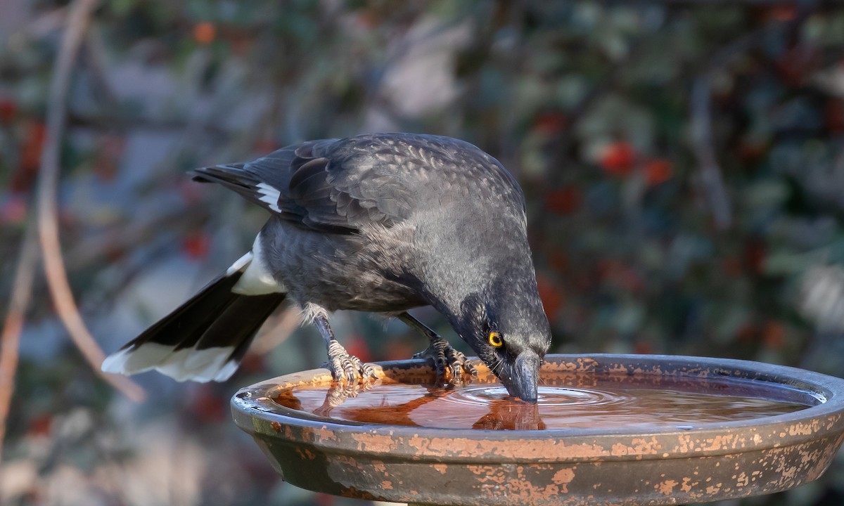 Pied Currawong - ML156749901