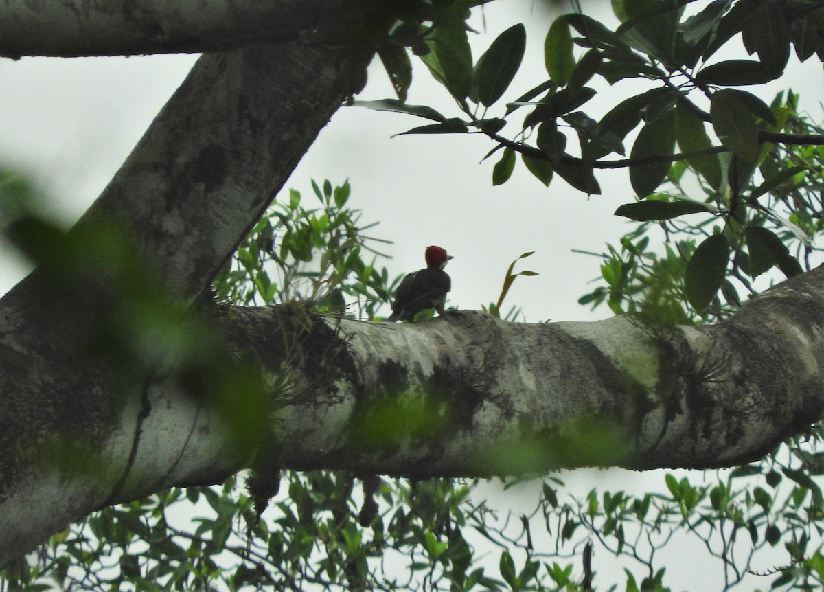 Crimson-crested Woodpecker - ML156750001