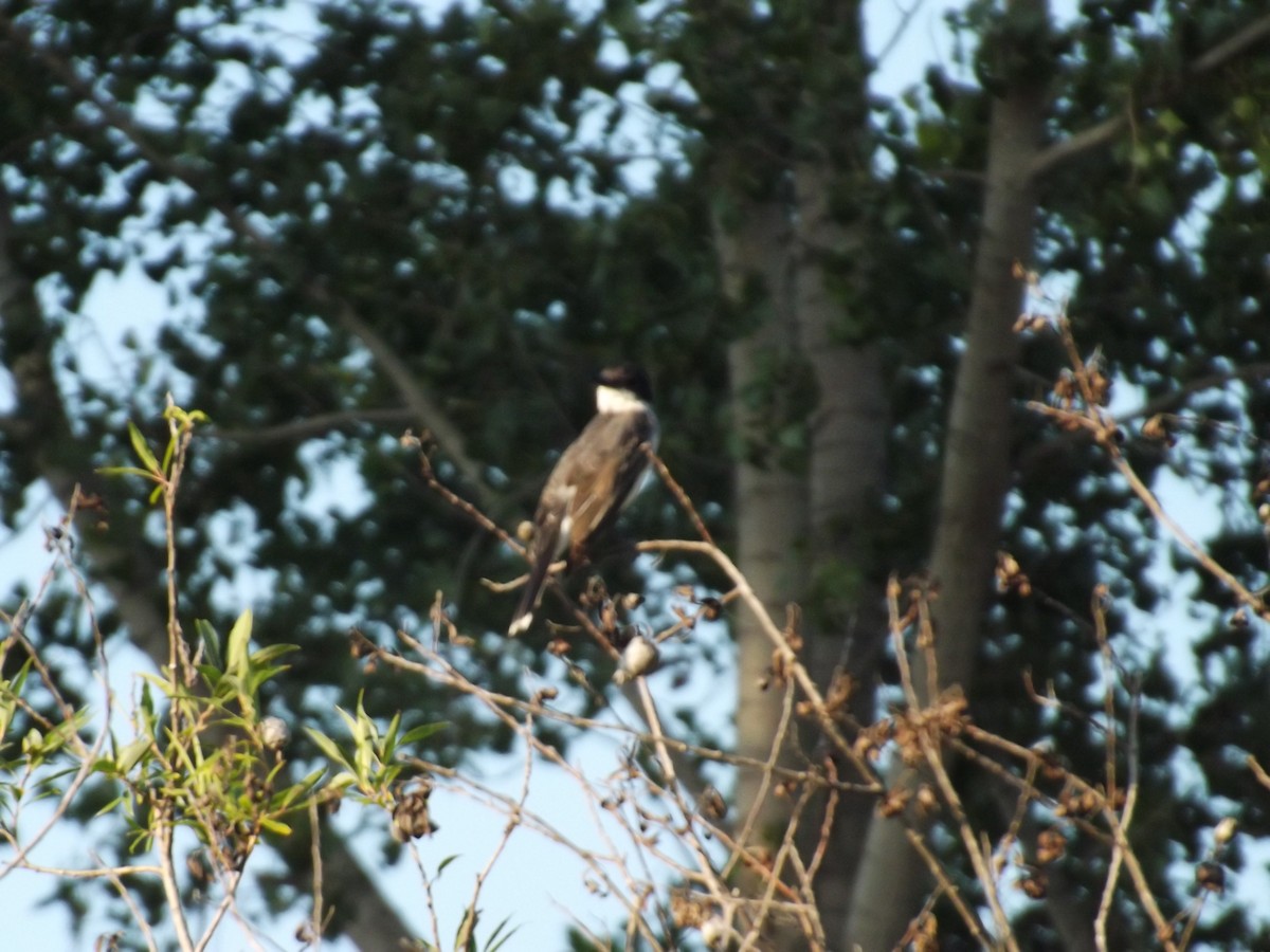 Eastern Kingbird - ML156750281