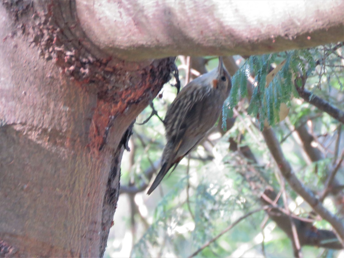 White-throated Treecreeper - Linda Hayes