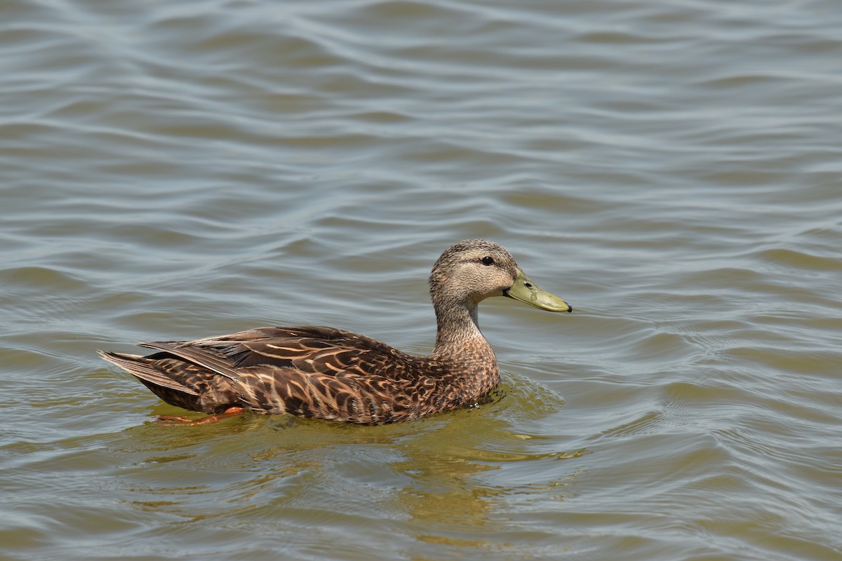 Mottled Duck - Ryan O'Donnell