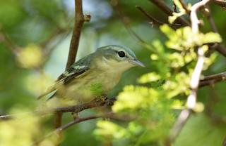 Cerulean Warbler