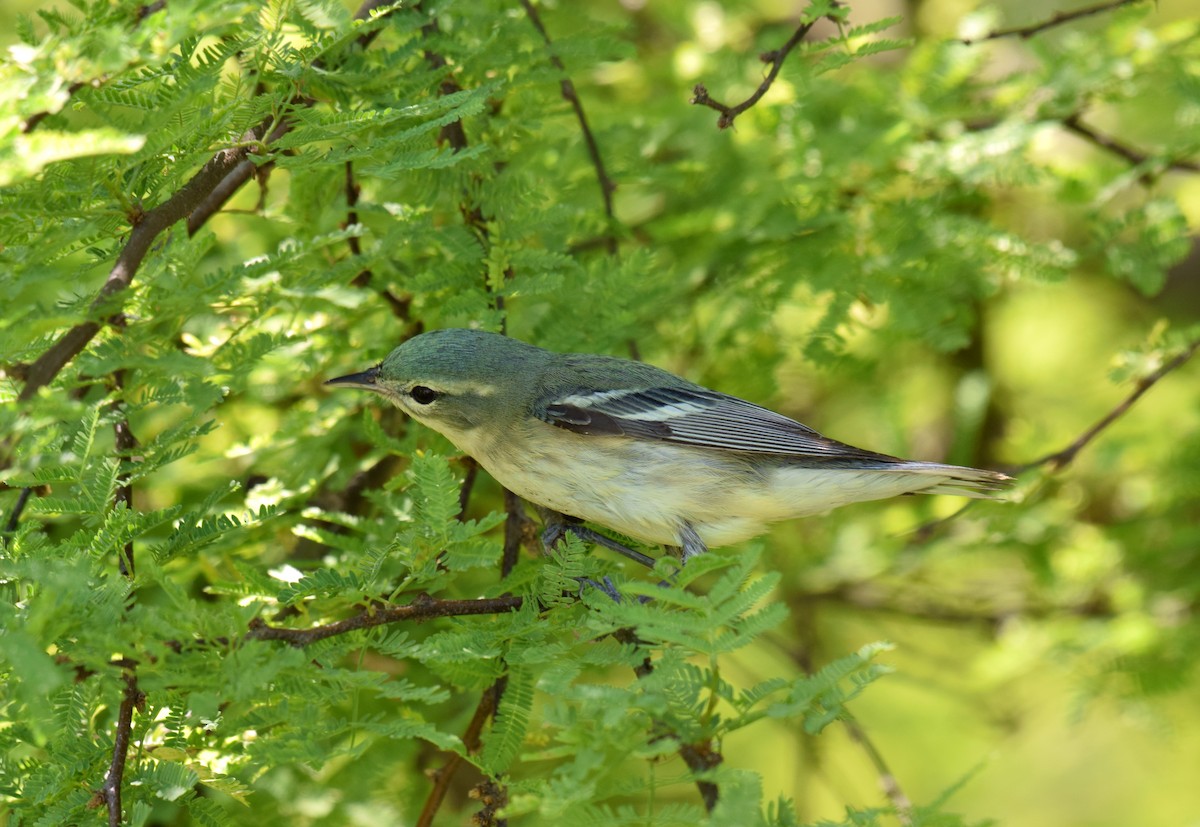 Blauwaldsänger - ML156752751