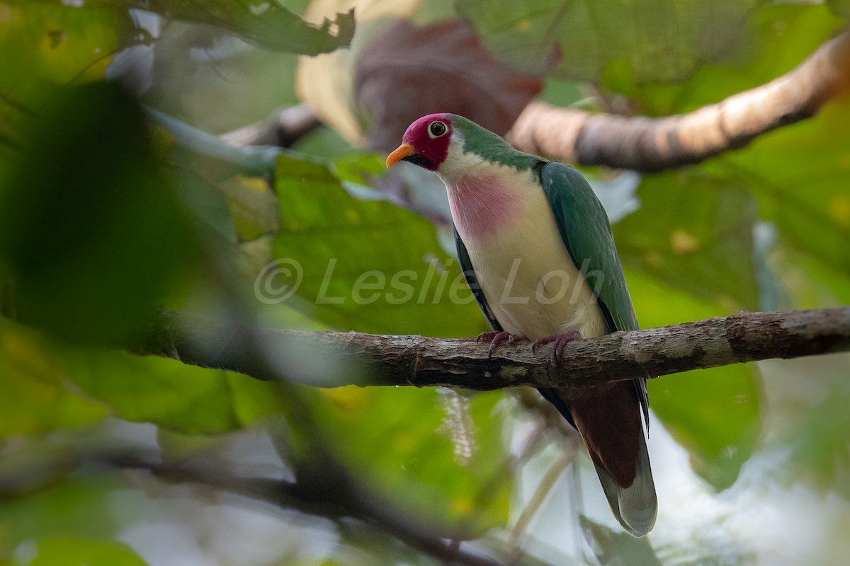 Jambu Fruit-Dove - ML156753131