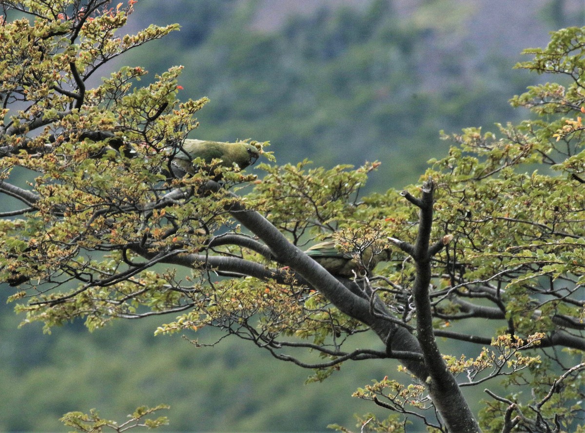 Austral Parakeet - ML156753931