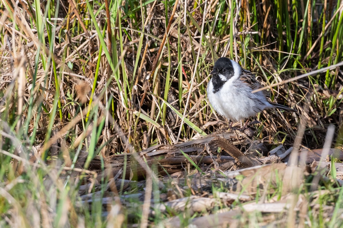Reed Bunting - ML156754021