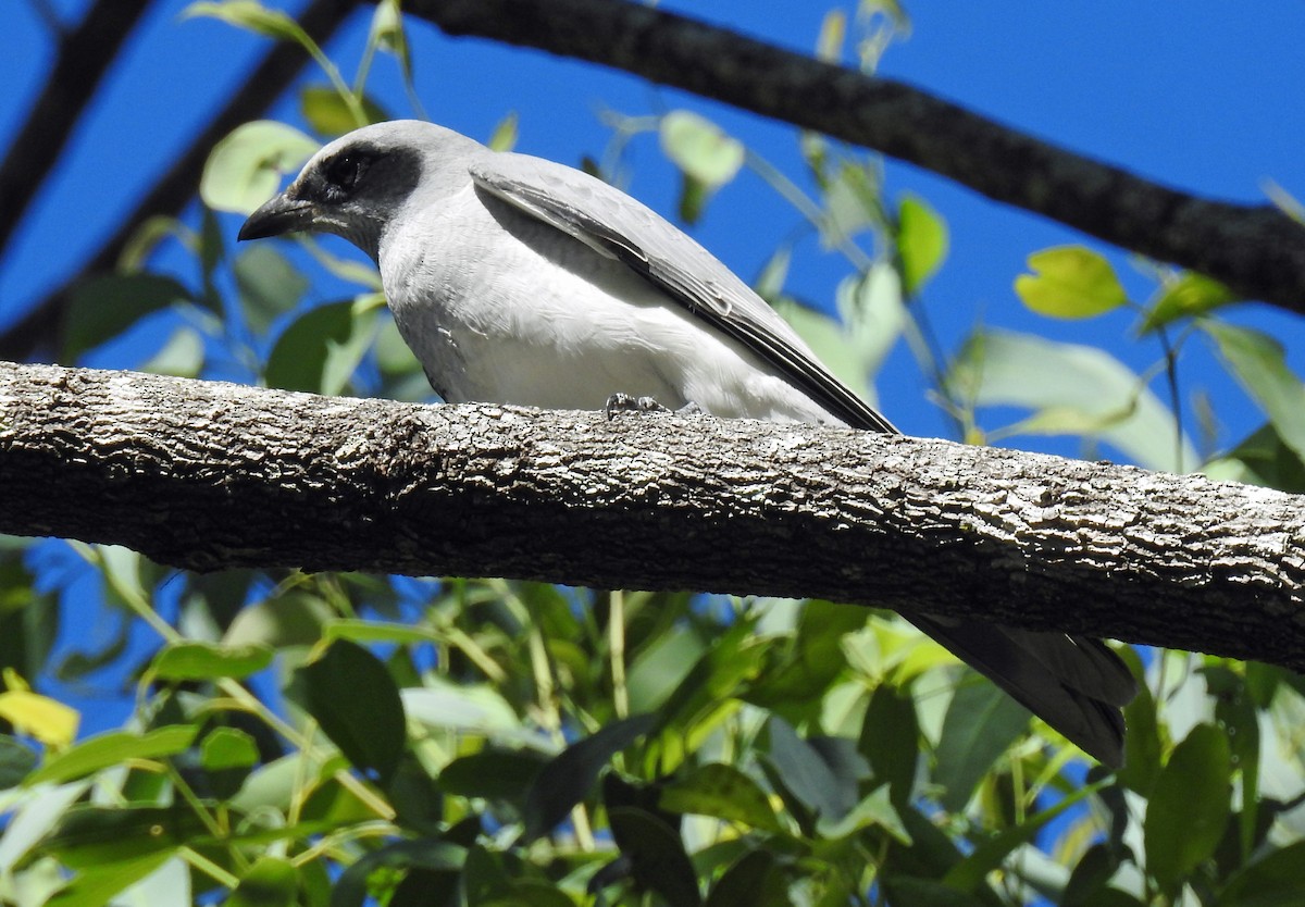 Schwarzgesicht-Raupenfänger - ML156754051