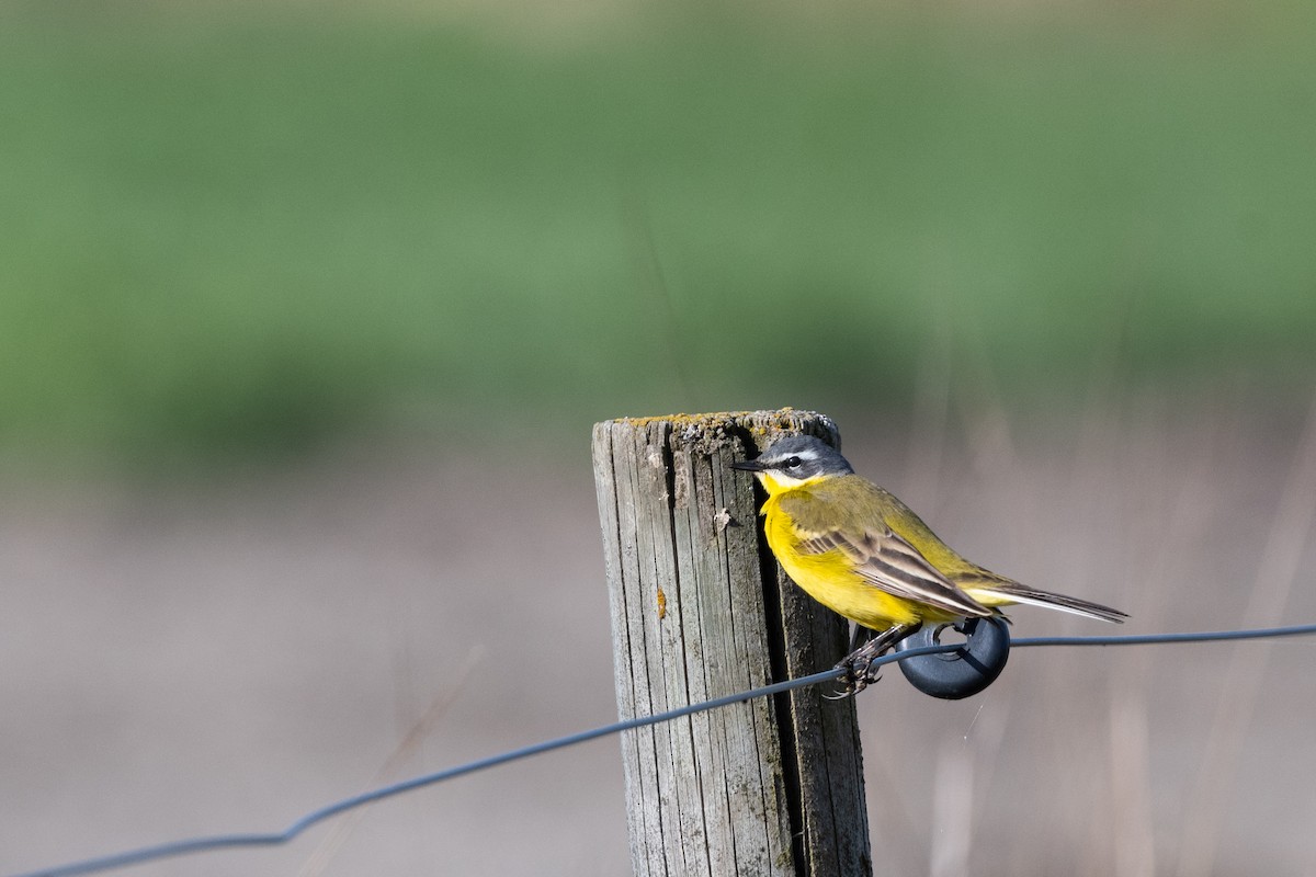 Western Yellow Wagtail - ML156754091