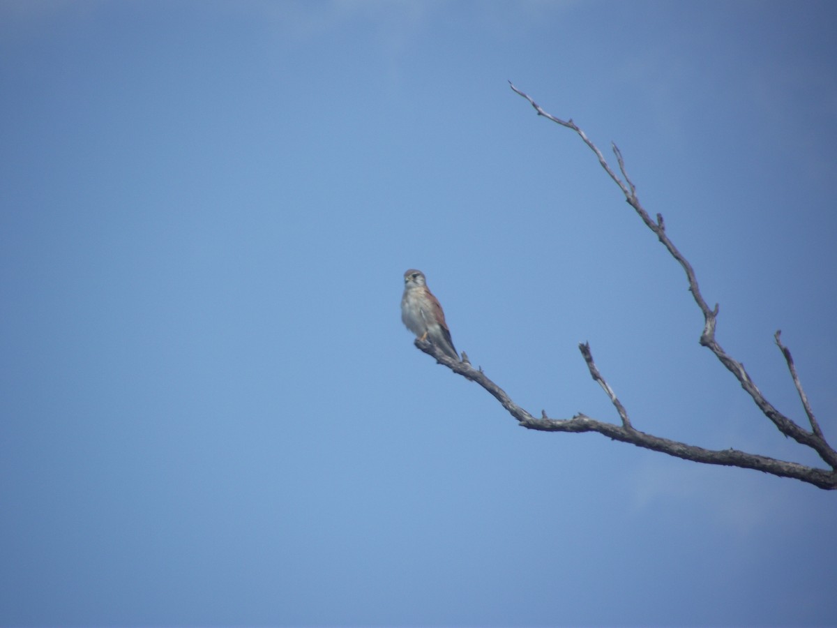 Nankeen Kestrel - ML156755631