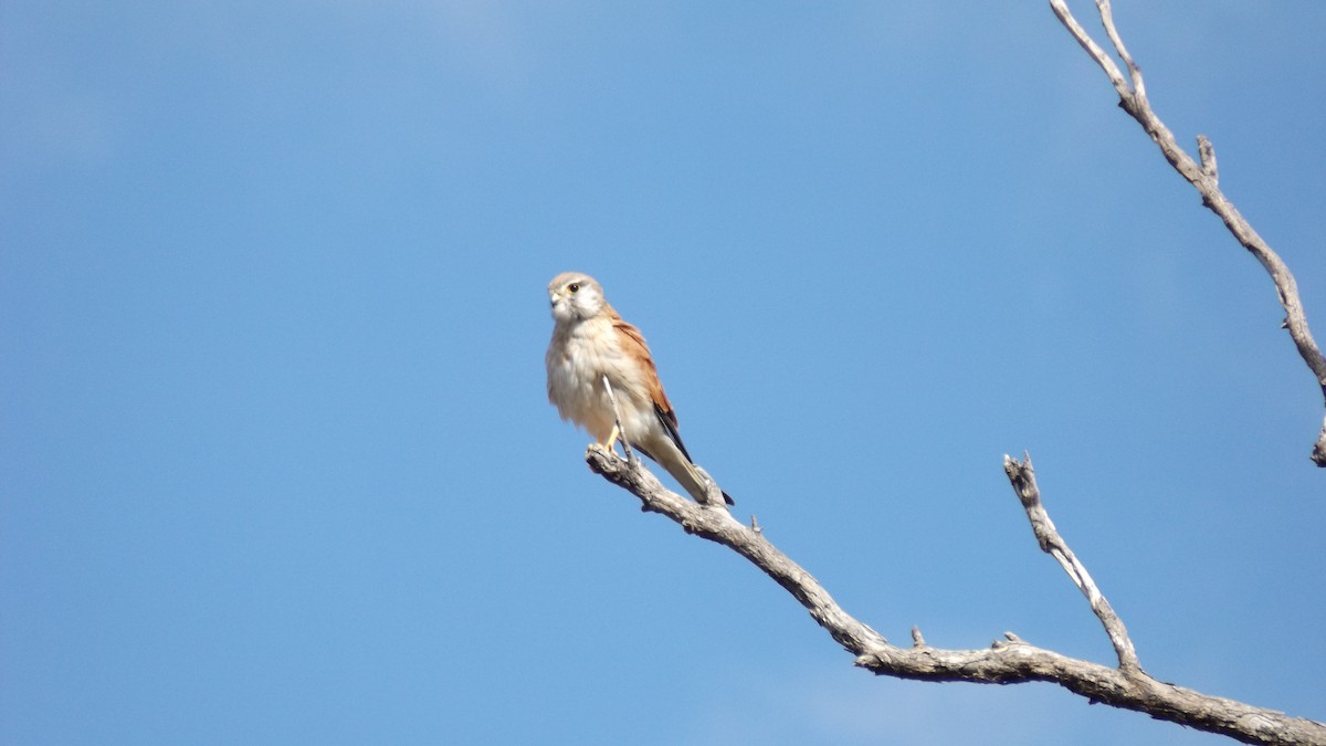 Nankeen Kestrel - ML156755691